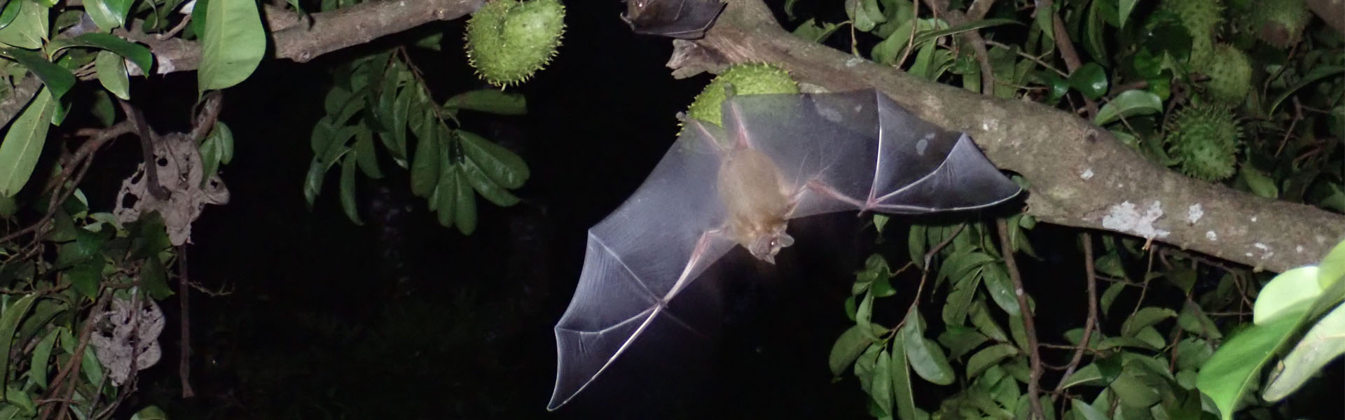 murcielagos