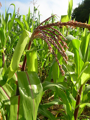 El corazón aún late en México: segunda parte 4