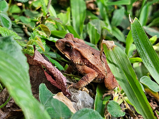 Entre dos mundos: anfibios y su importancia en el ecosistema 4-2