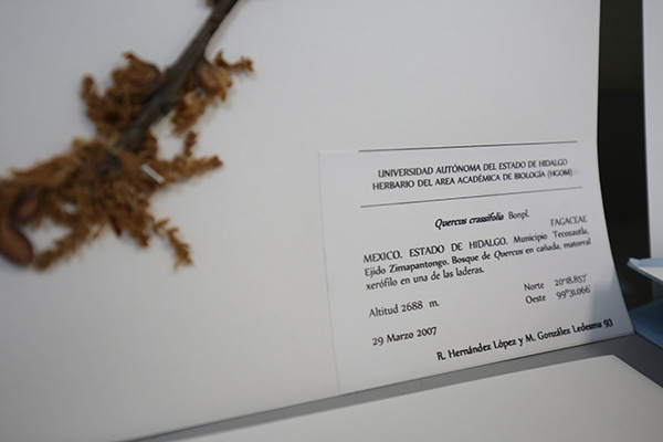 Herbarios, guardianes de la biodiversidad vegetal 10-1