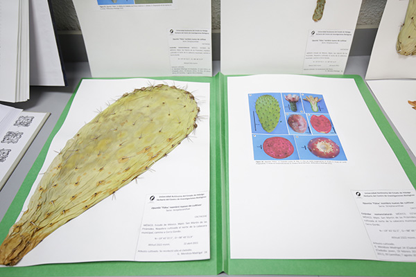 Herbarios, guardianes de la biodiversidad vegetal 10-2