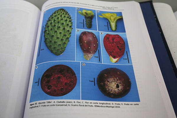 Herbarios, guardianes de la biodiversidad vegetal 2