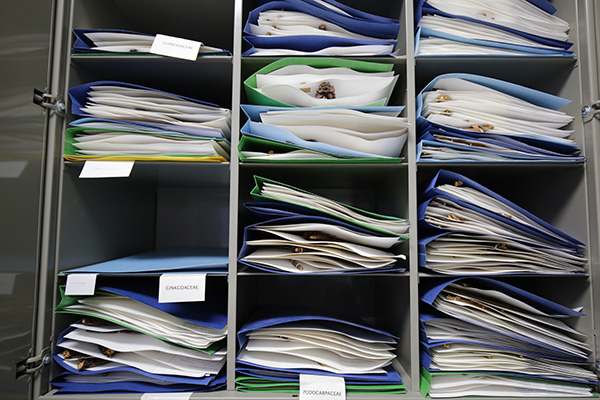 Herbarios, guardianes de la biodiversidad vegetal 9