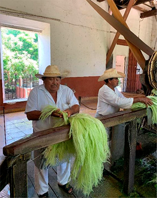 Henequén: fibra, historia y futuro sustentable para México 4-2