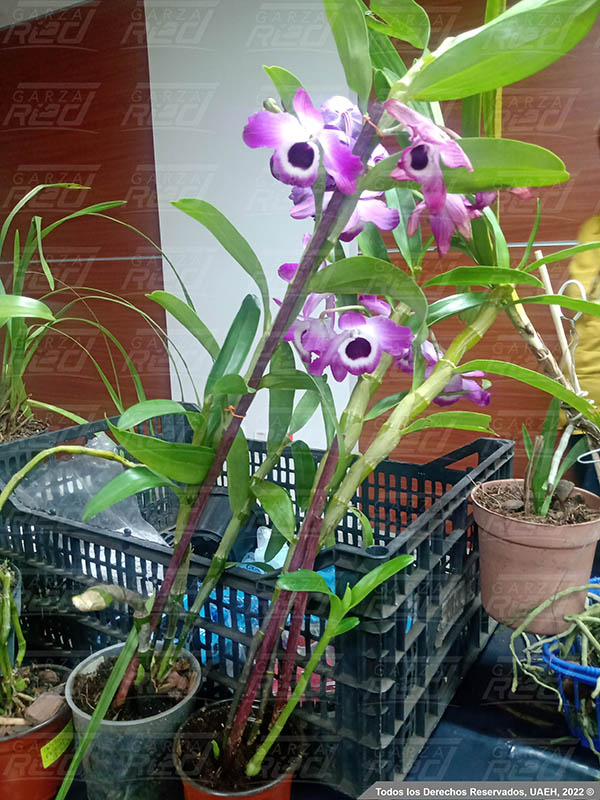 Curso sobre el cuidado de Orquídeas