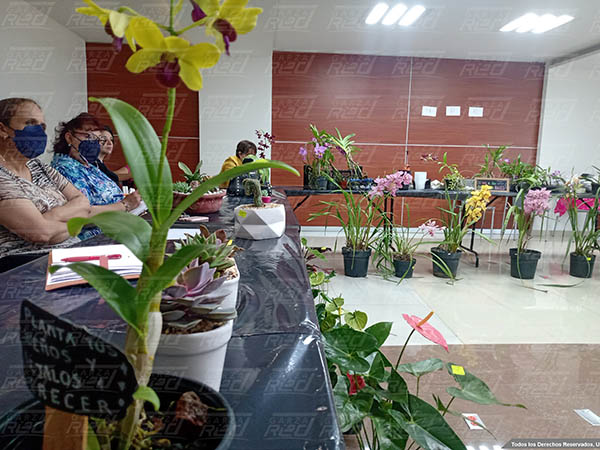 Curso sobre el cuidado de Orquídeas
