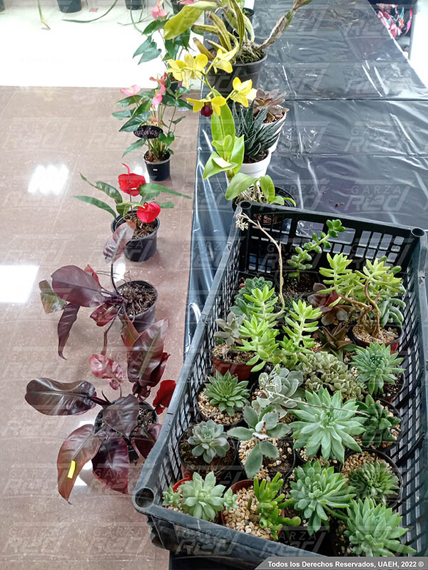 Curso sobre el cuidado de Orquídeas