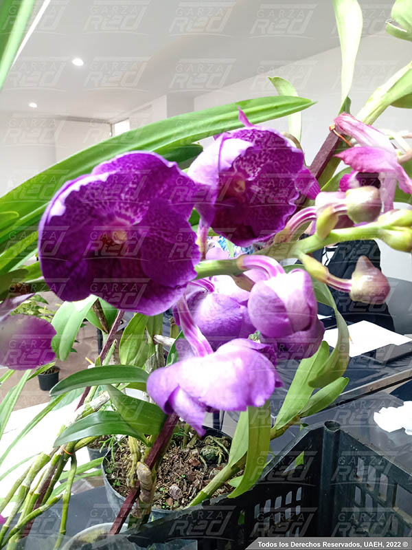 Curso sobre el cuidado de Orquídeas