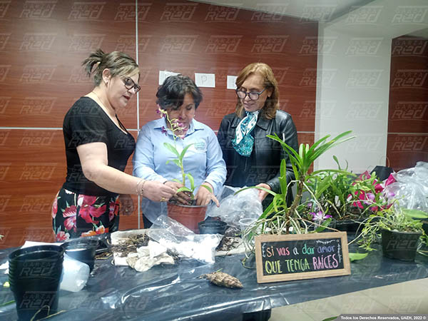 Curso sobre el cuidado de Orquídeas