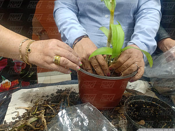 Curso sobre el cuidado de Orquídeas
