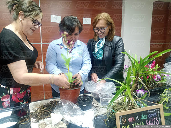 Curso sobre el cuidado de Orquídeas