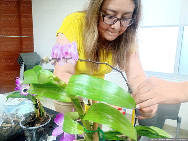 Curso sobre el cuidado de Orquídeas